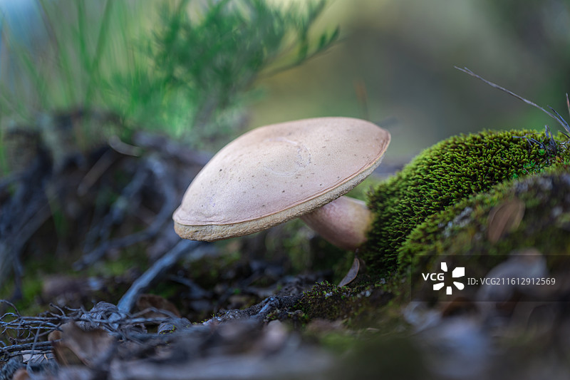 四川甘孜雅江县粉孢牛肝菌，有毒不可食用图片素材