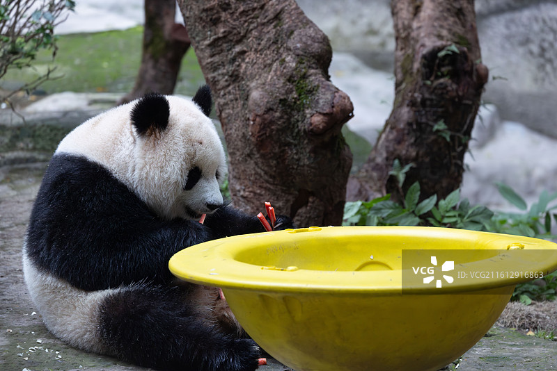 大熊猫熊猫幼崽重庆动物园图片素材