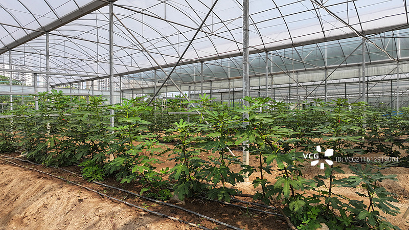 在温室大棚里的百香果图片素材