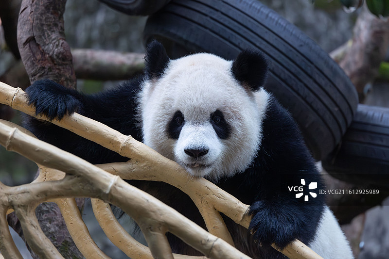 大熊猫熊猫幼崽重庆动物园图片素材