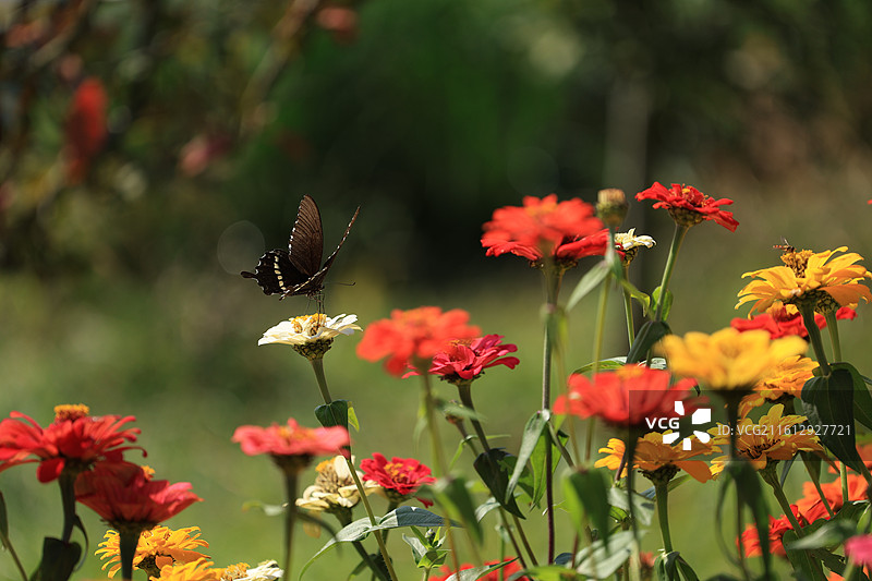 一只黑色的蝴蝶正停在一朵白色的百日菊上，周围是红黄相间的花朵，沐浴在温暖的阳光下。图片素材
