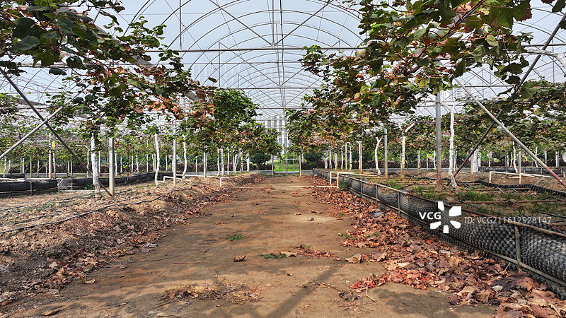 冬季广州温室大棚里的葡萄园图片素材