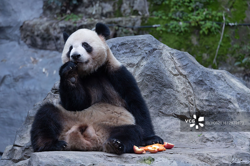 大熊猫熊猫幼崽重庆动物园图片素材