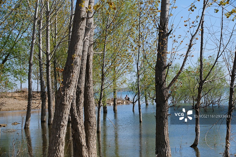 春天湖边河边杨树柳树游艇风景背景图壁纸图片素材