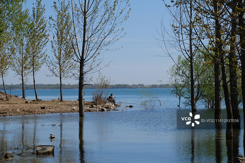 春天湖边河边杨树柳树游艇风景背景图壁纸图片素材