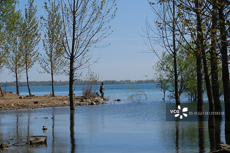 春天湖边河边杨树柳树游艇风景背景图壁纸图片素材