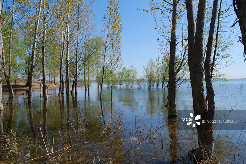 春天湖边河边杨树柳树游艇风景背景图壁纸图片素材