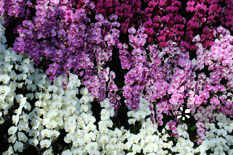 新年春节过年的花卉市场。植物园。兰花鲜花墙图片素材