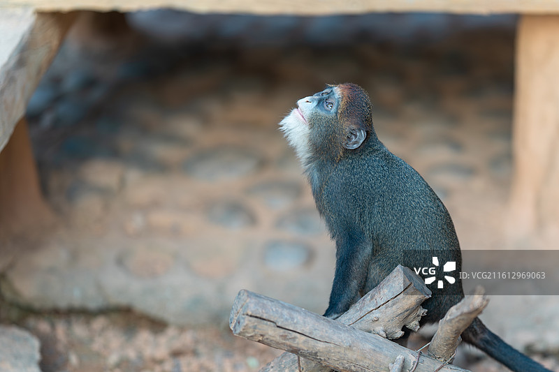 举头望明月，低头思故乡图片素材