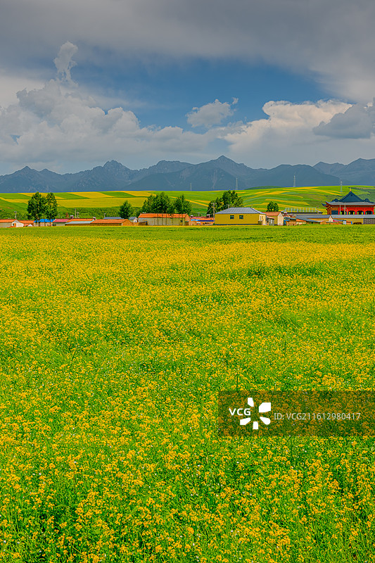 金色门源图片素材
