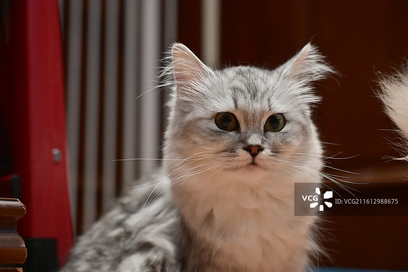 猫的特写肖像图片素材