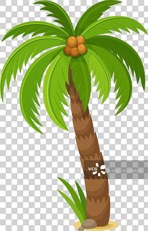 卡通风格的棕榈树，上面结着椰子，周围有丛林叶子和植物。图片素材