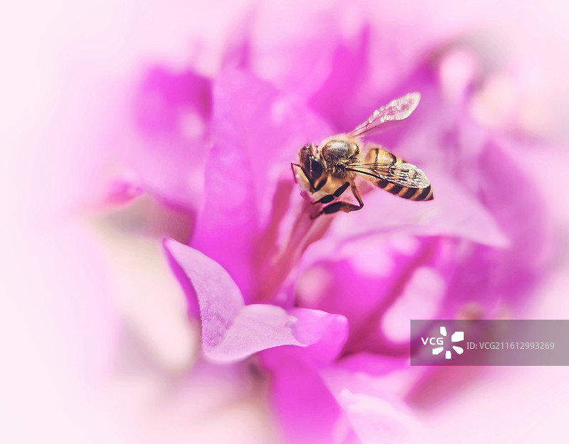 开门红.蜜蜂图片素材