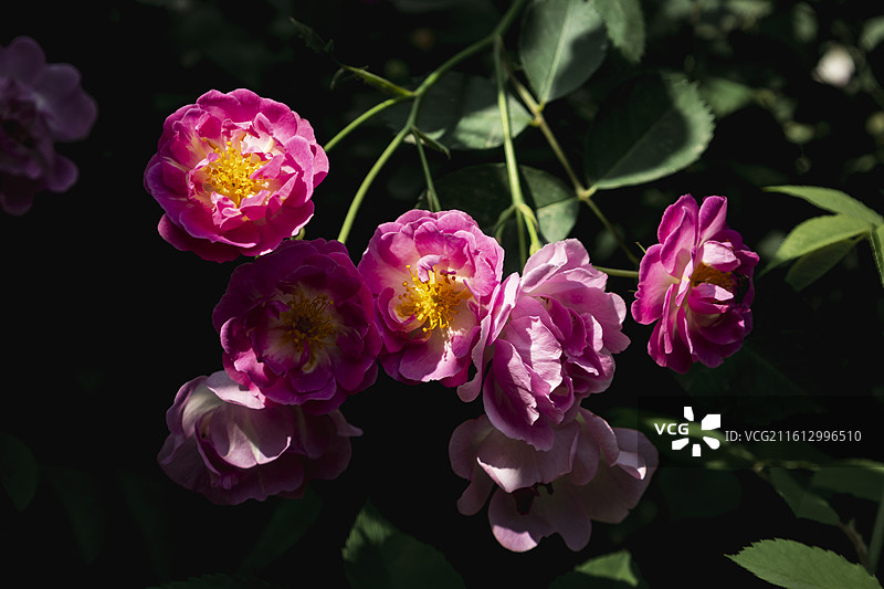 黑色背景，阳光下，一簇粉红色蔷薇花特写图片素材