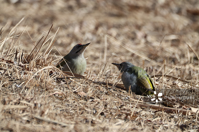 两只灰头绿啄木鸟争夺领地图片素材