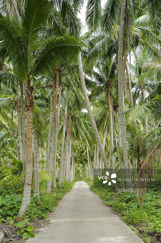 海南万宁兴隆热带植物园椰树林图片素材