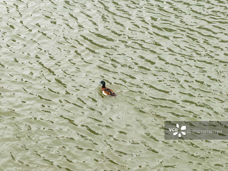 青头潜鸭图片素材