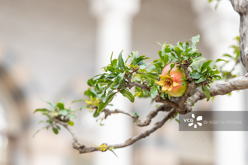 青海西宁南关清真寺内种植的石榴盆栽图片素材