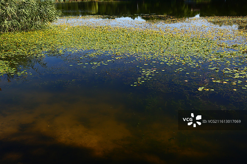 北京北坞公园夏末秋初湖面上盛开的金黄色荇菜花图片素材