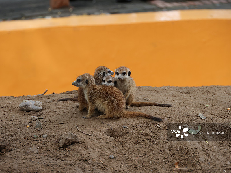 北京野生动物园-细尾獴图片素材