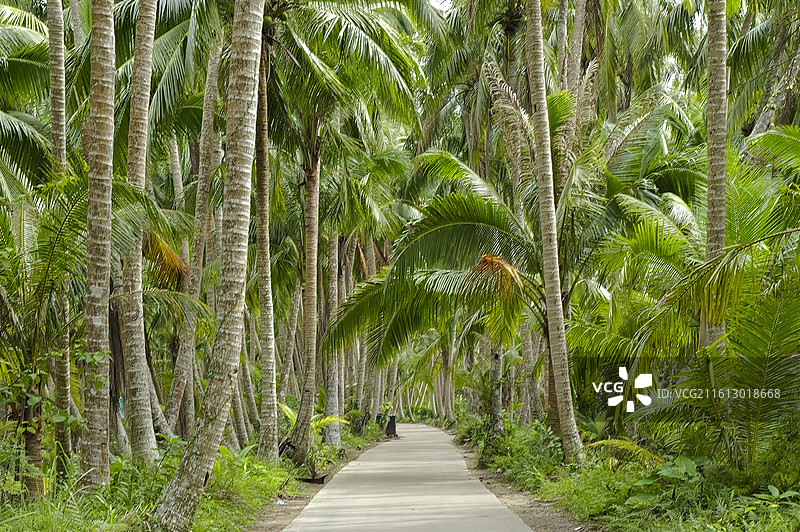 海南万宁兴隆热带植物园椰树林图片素材