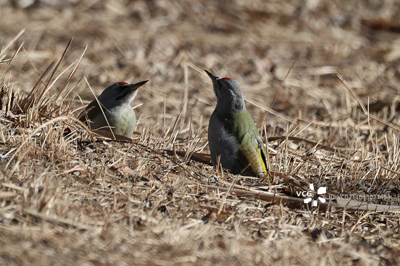 两只灰头绿啄木鸟争夺领地图片素材