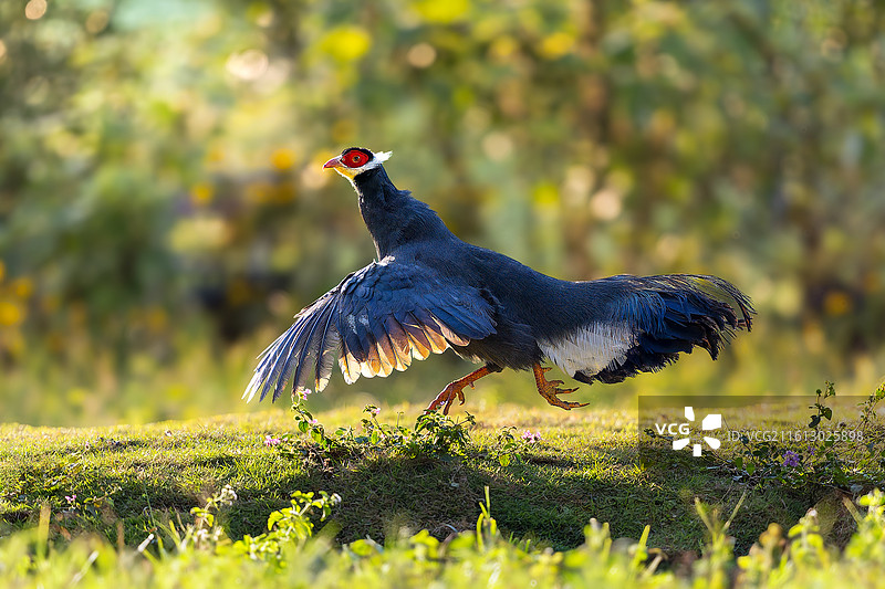 奔跑——蓝马鸡图片素材