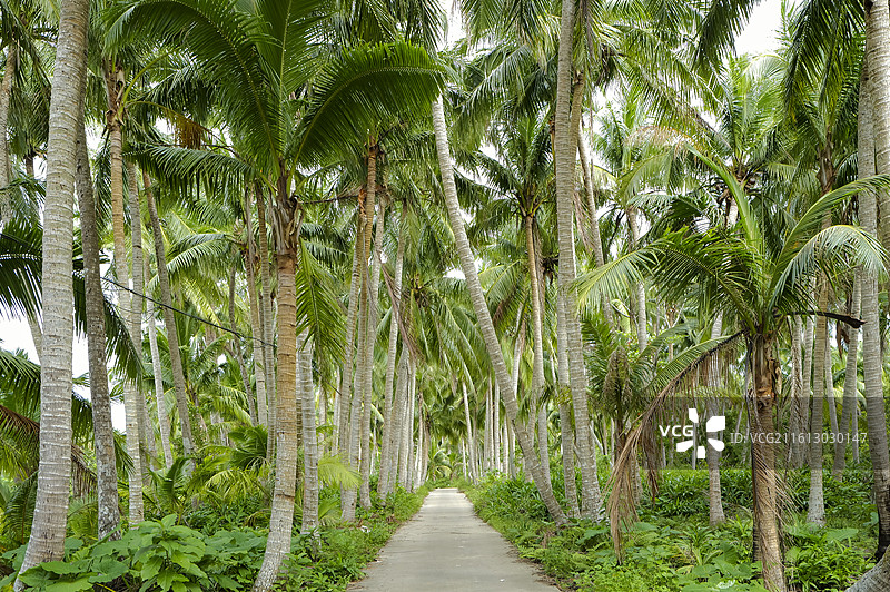 海南万宁兴隆热带植物园椰树林图片素材