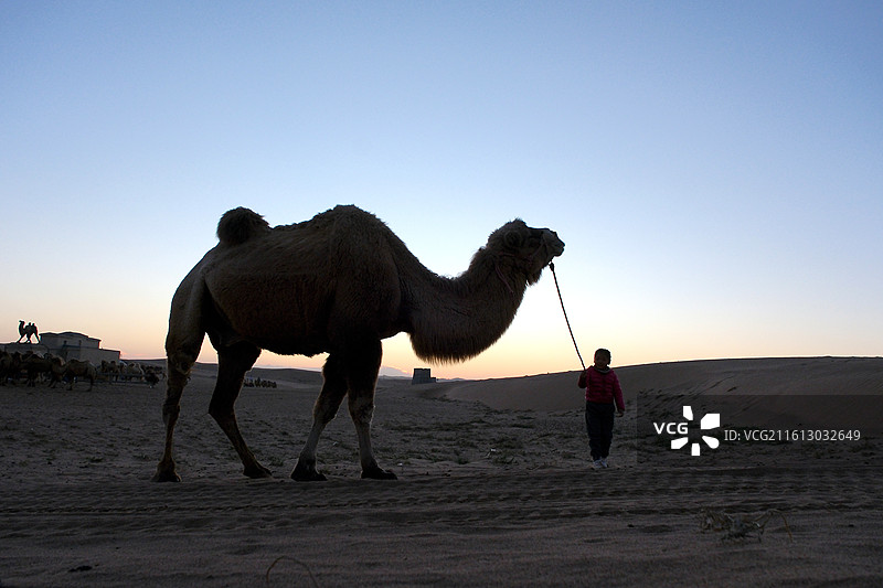 内蒙古阿拉善左旗腾格里沙漠通湖草原晚归的驼队图片素材