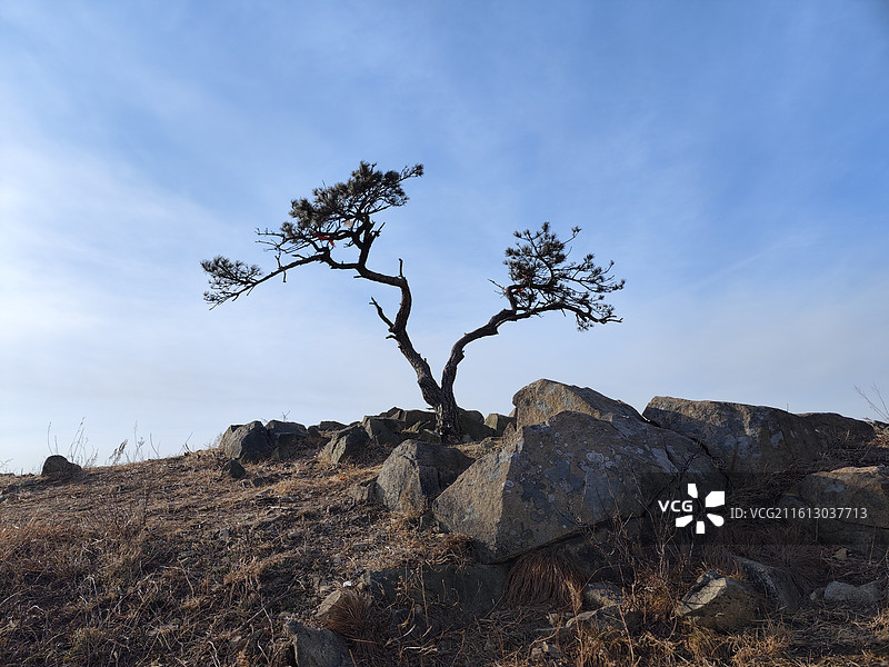 元旦，冬天的莒县梁甫山山顶的松树图片素材