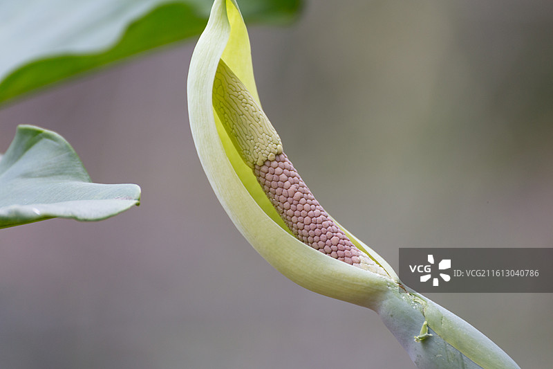 滴水观音的果实图片素材