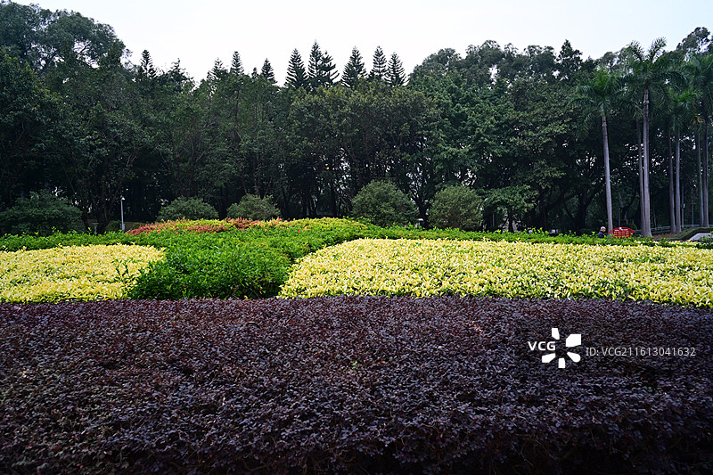 广州天河公园落羽杉图片素材