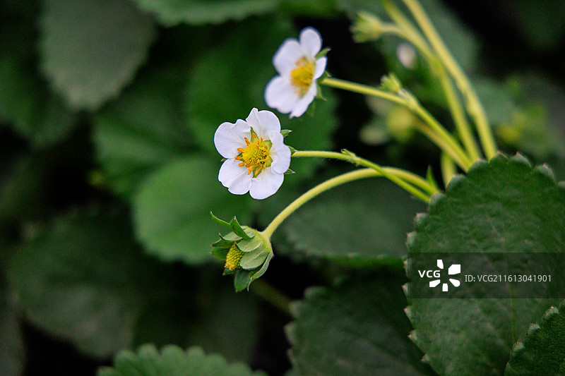 采摘园里的新鲜草莓图片素材