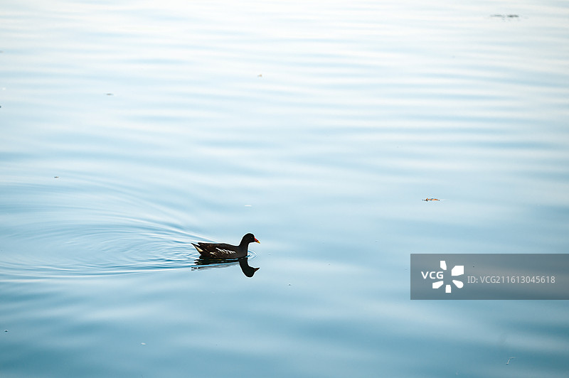 西湖野生黑水鸡图片素材