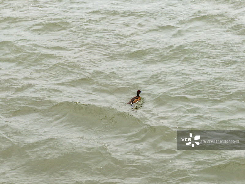青头潜鸭图片素材