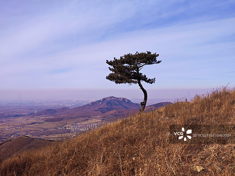 元旦，冬天的莒县梁甫山山顶的松树图片素材