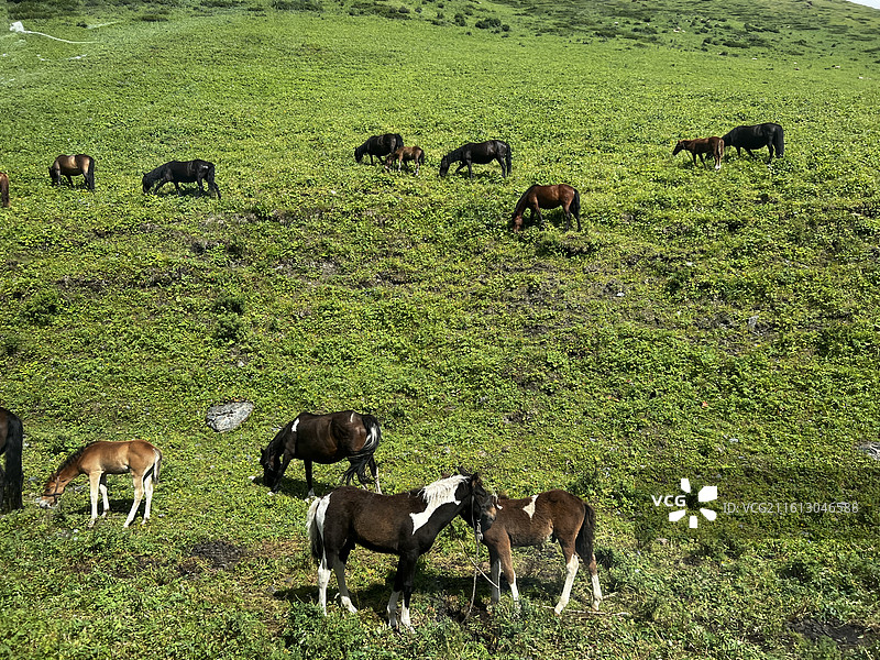 那拉提草原-4K实拍-骏马漫步高山草甸的自然宁静风景图片素材