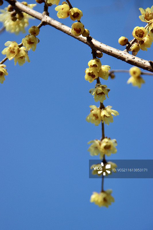 上海真如公园黄色腊梅花特写图片素材