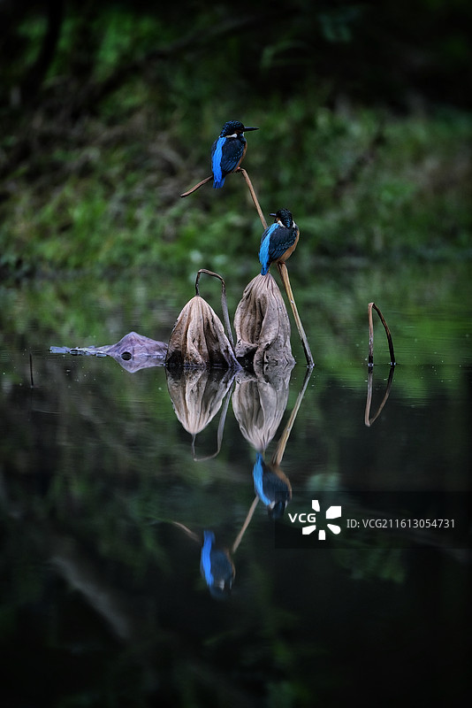 秋水生灵图图片素材