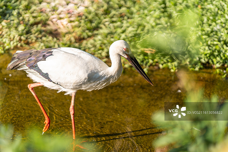 觅食中的东方白鹳图片素材