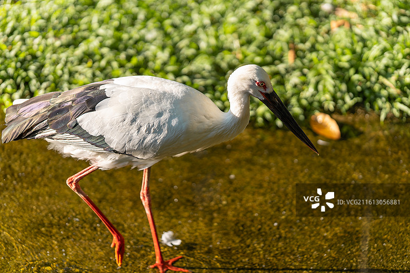 觅食中的东方白鹳图片素材