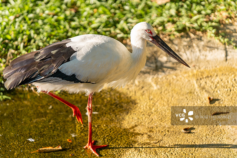 觅食中的东方白鹳图片素材
