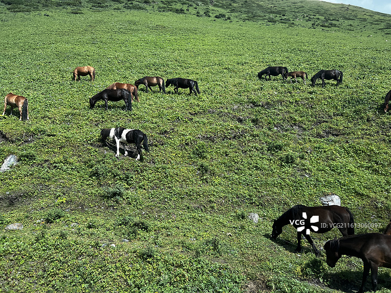 那拉提草原-4K实拍-骏马漫步高山草甸的自然宁静风景图片素材