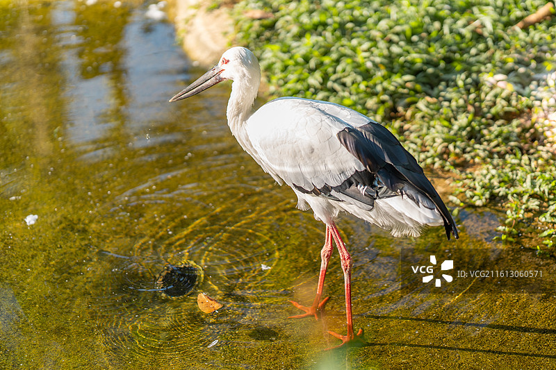 觅食中的东方白鹳图片素材