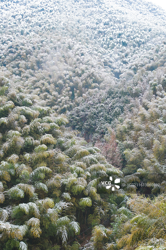冬天雪中的莫干山镇仙潭村碧坞龙潭景区，竹林林海图片素材