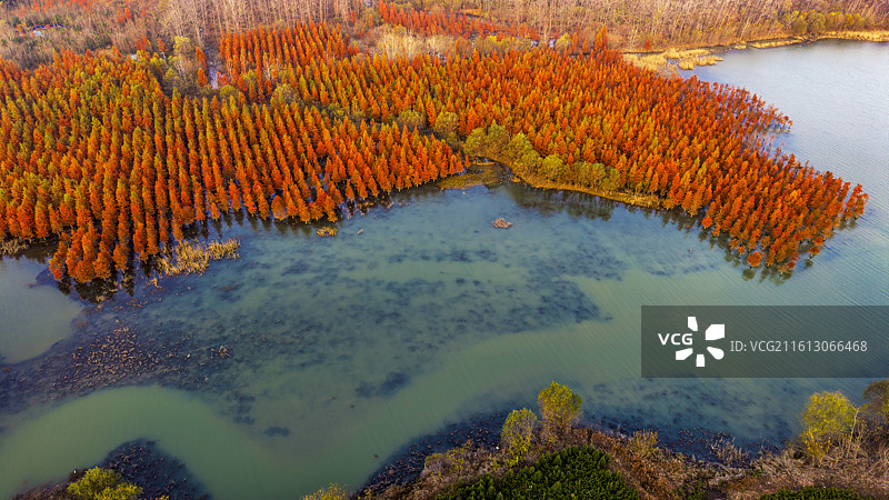 安徽省合肥市董铺水库/四季花海城市公园金秋橙红落羽杉湖光水色自然风光航拍屏保图片素材