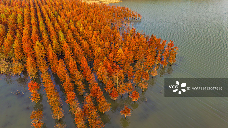 安徽省合肥市董铺水库/四季花海城市公园金秋橙红落羽杉湖光水色自然风光航拍屏保图片素材