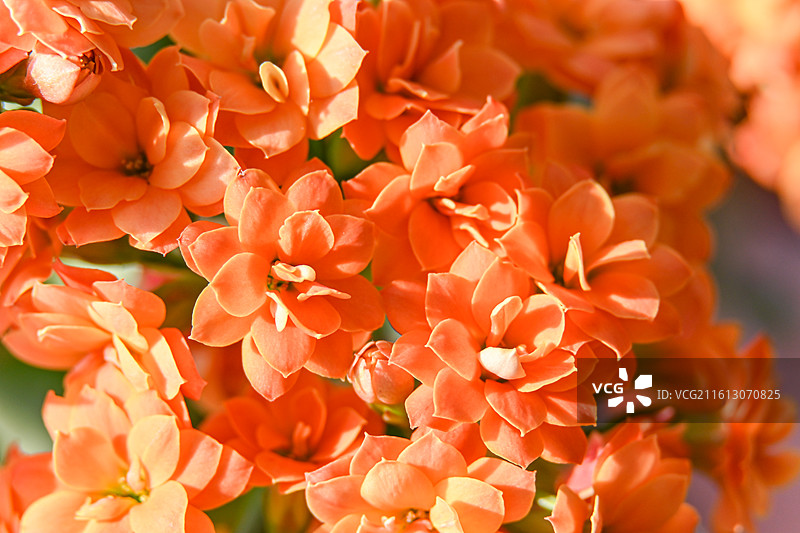 橙色长寿花索尔丹重瓣大花盆栽花卉植物图片素材