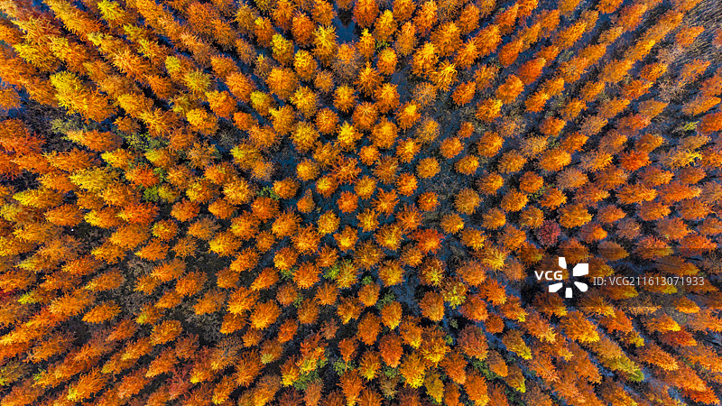 安徽省合肥市董铺水库/四季花海城市公园金秋橙红落羽杉湖光水色自然风光航拍屏保图片素材