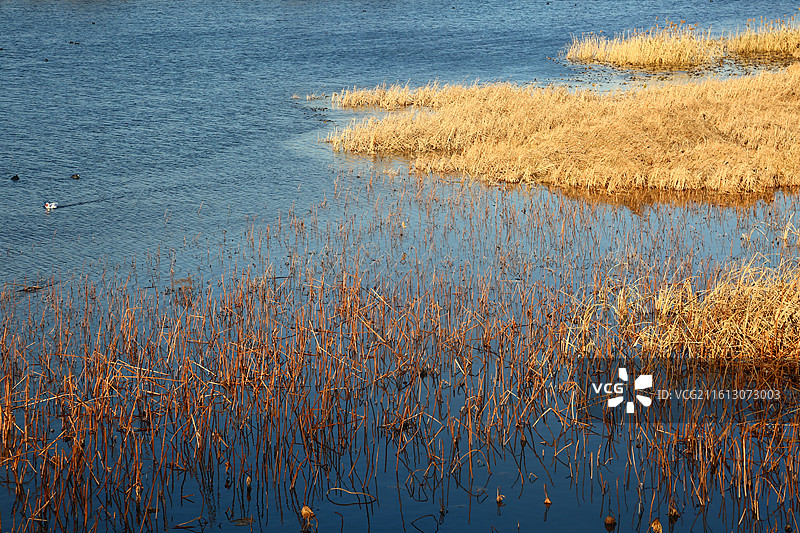 北京南苑森林湿地公园二期上林湖湿地湖面上的水生植物与水鸟图片素材